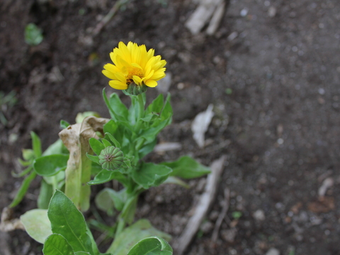 49.	Arnica (Arnica chamissonis)
Data da fotografia: 11/06/2018
Utilidade/ função na horta: Planta medicinal.